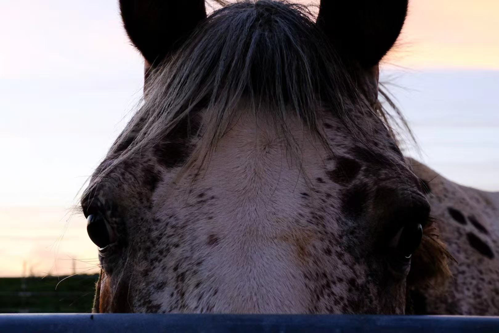 Horse close-up